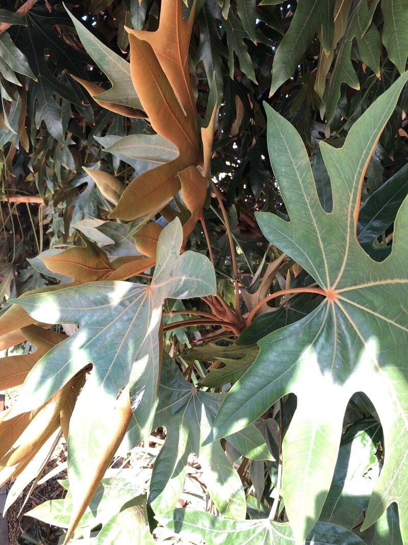 Oreopanax dactylifolius leaf