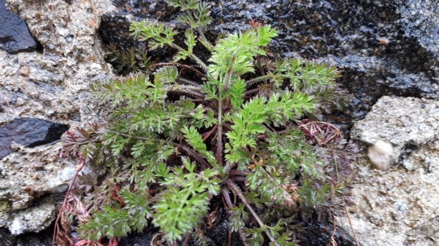 Torilis leptophylla leaf