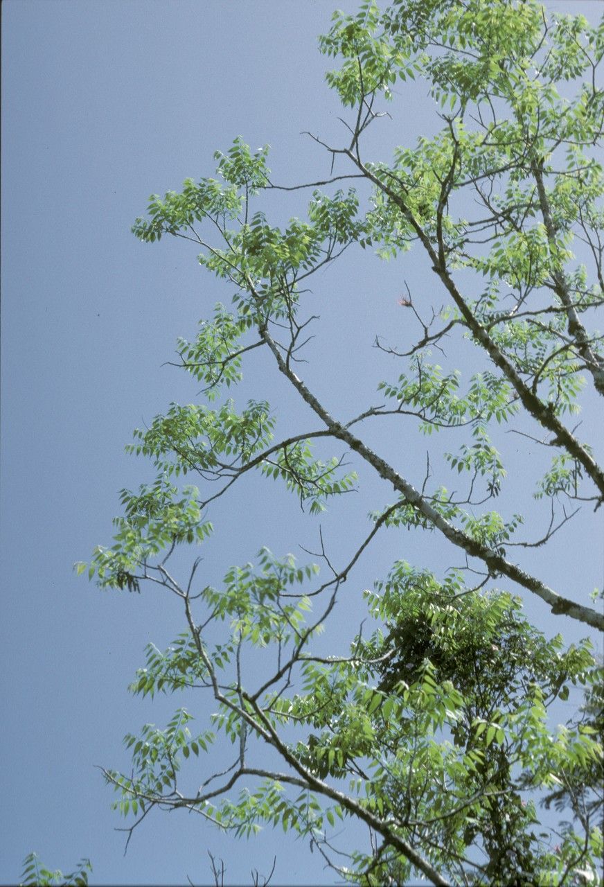 Juglans pyriformis habit