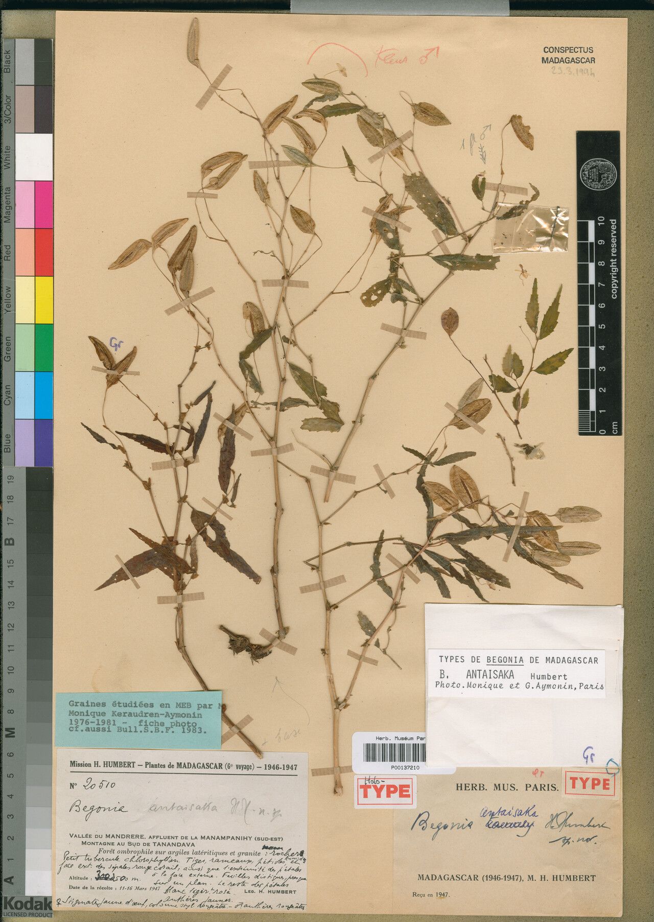 Begonia antaisaka — houseplant care guide