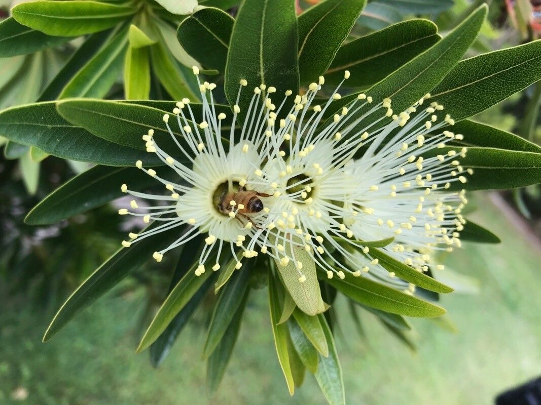 Xanthostemon verticillatus — houseplant care guide