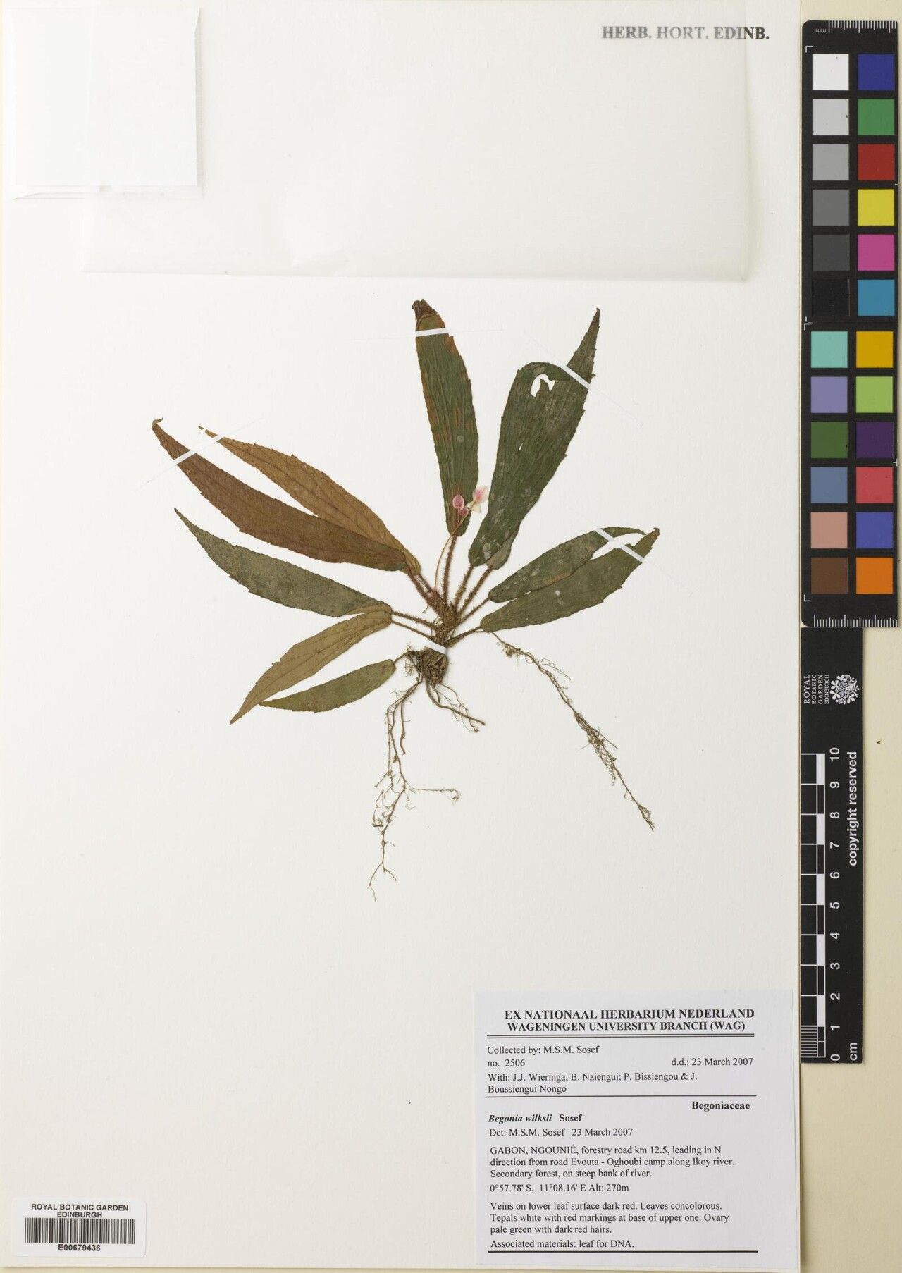 Begonia wilksii — houseplant care guide