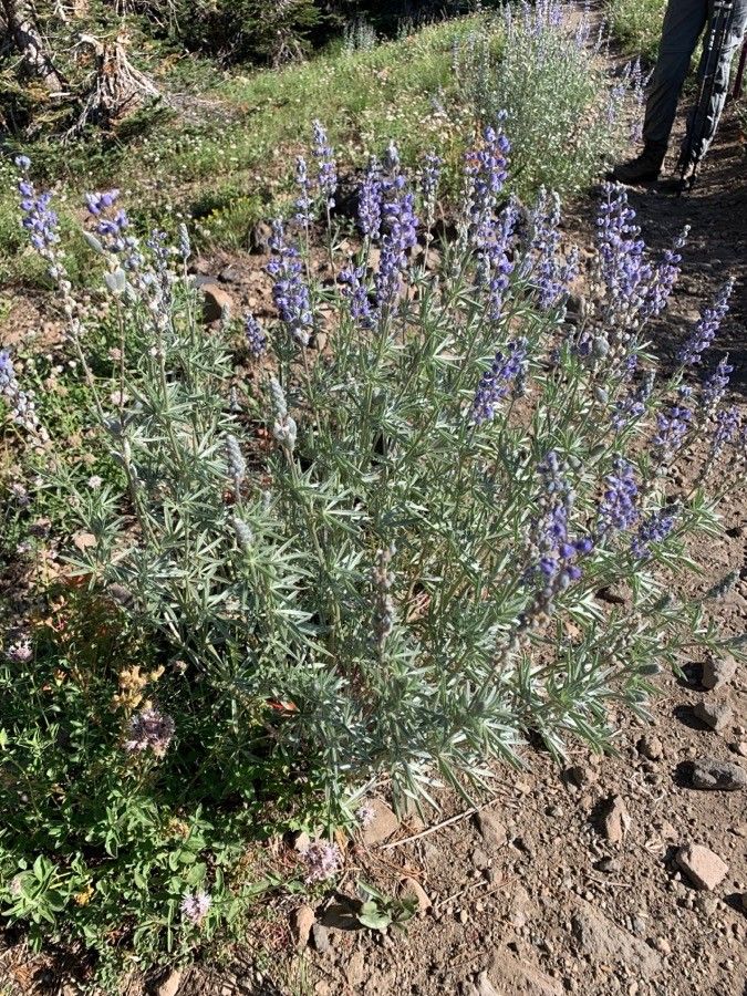 Lupinus argenteus flower