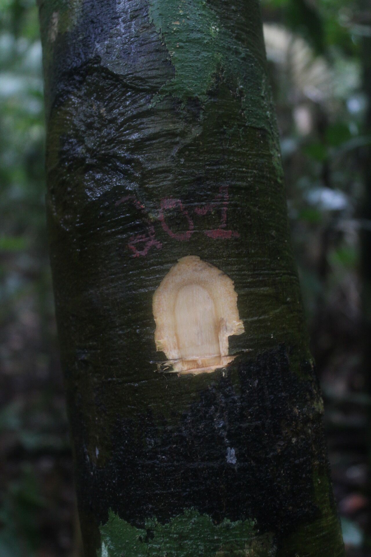 Drypetes moliwensis bark