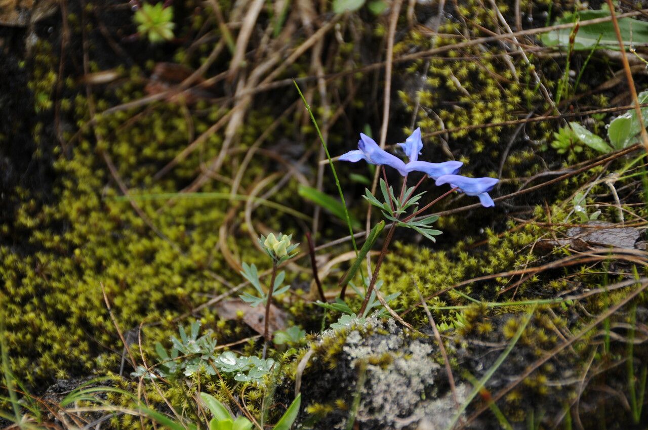 Corydalis longicalcarata — houseplant care guide