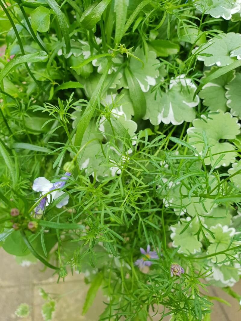 Brachyscome iberidifolia