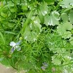 Brachyscome iberidifolia