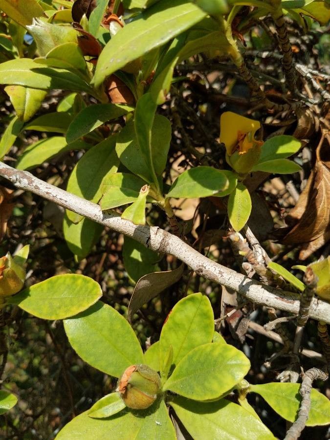 Hibbertia scandens bark