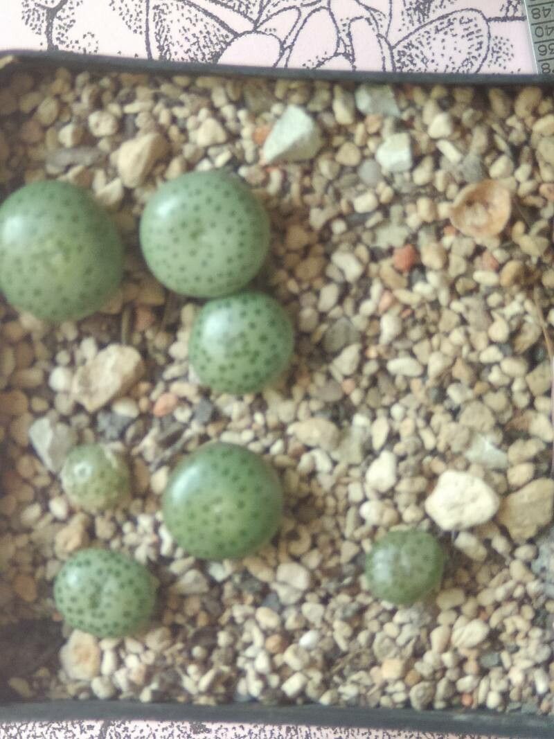 Conophytum flavum — houseplant care guide