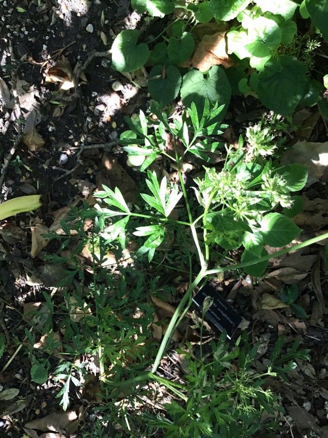 Cenolophium denudatum — houseplant care guide