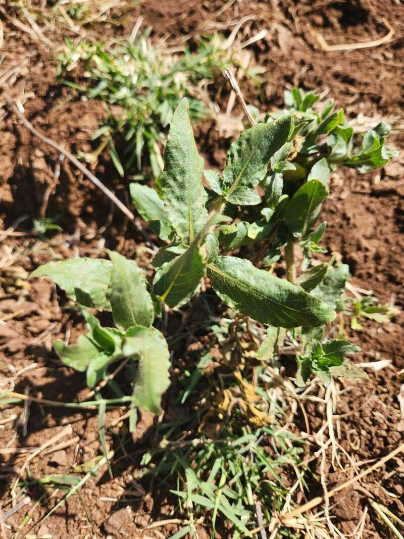 Hygrophila spiciformis — search result for 'Hygrophila'