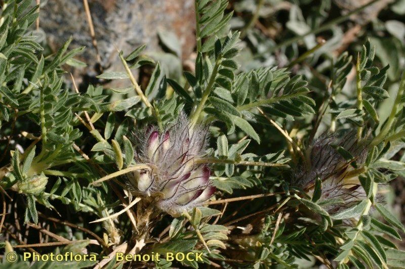 Astragalus nevadensis other