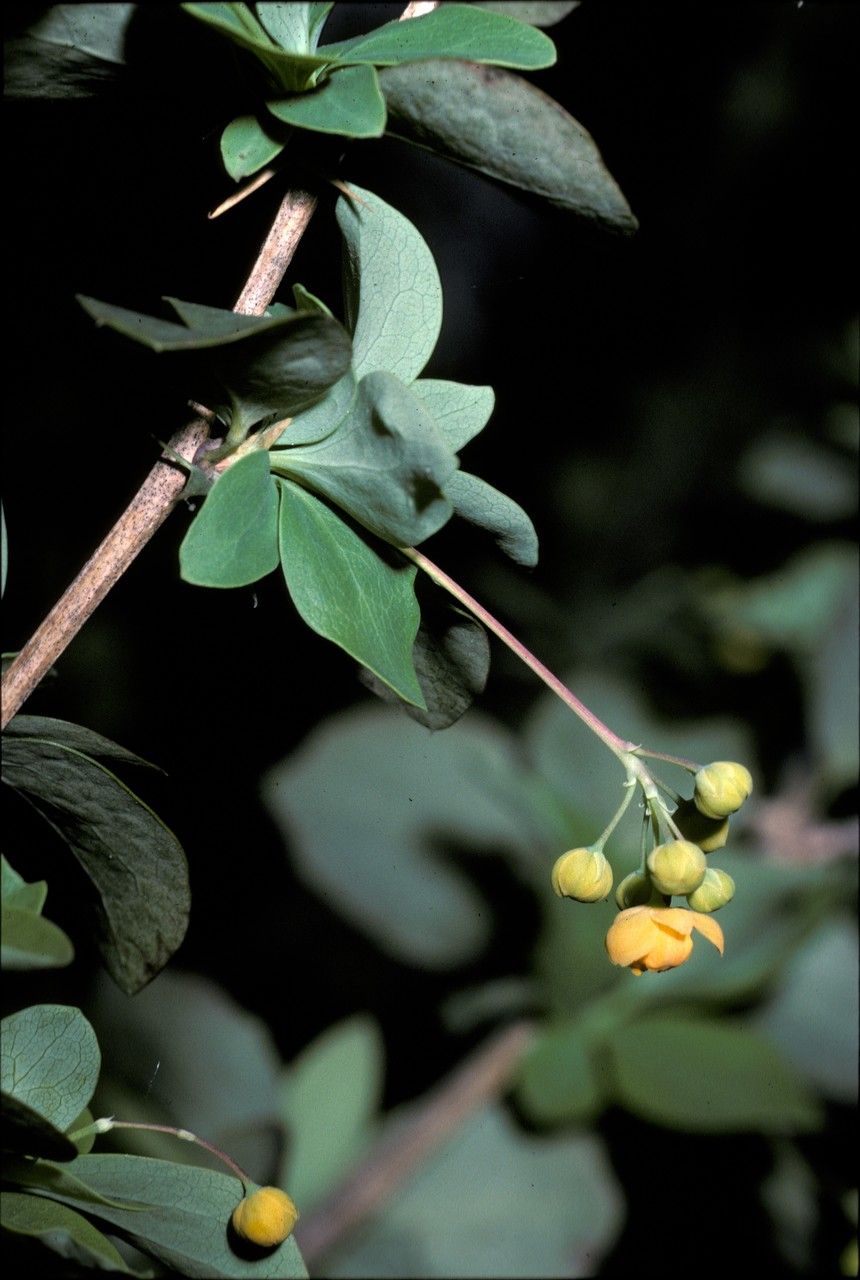 Berberis congestiflora flower