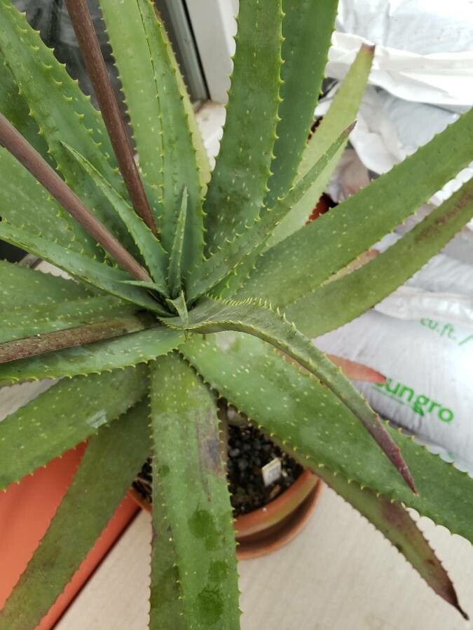 Aloe pictifolia — houseplant care guide