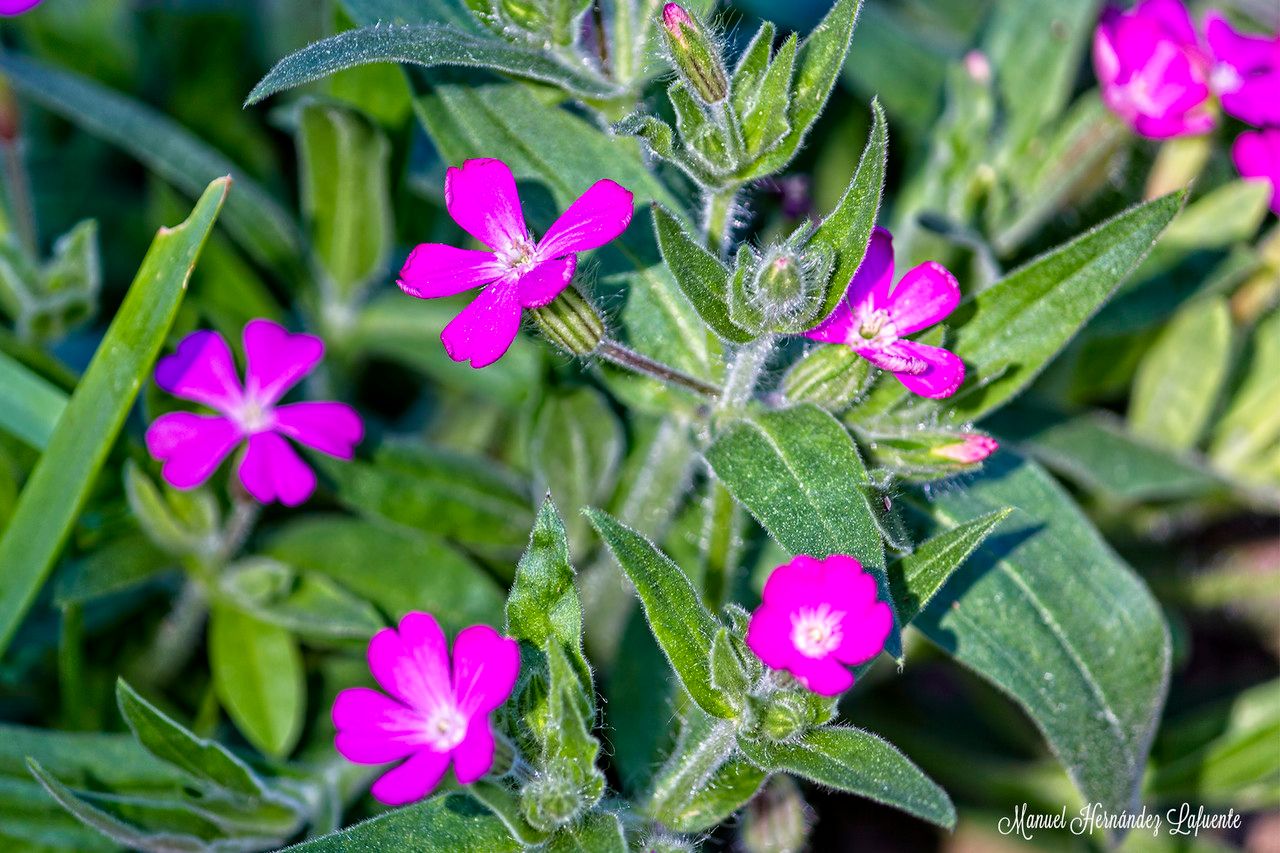 Silene diclinis bark