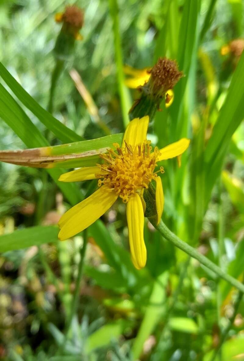 Senecio argenteus flower