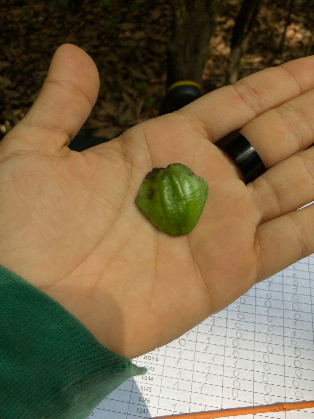 Terminalia oxycarpa fruit