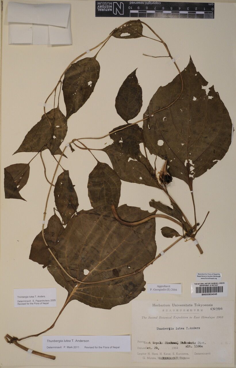 Thunbergia lutea — search result for 'Thunbergia'