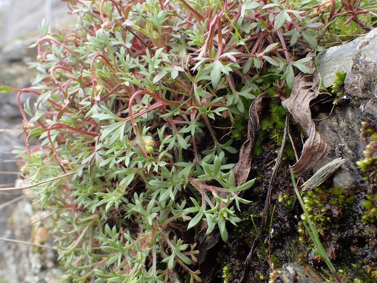 Saxifraga prostii leaf