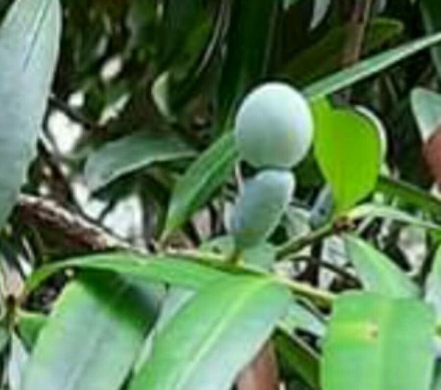Podocarpus elatus fruit