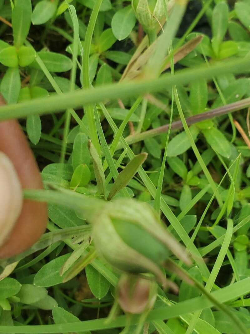 Cienfuegosia digitata fruit
