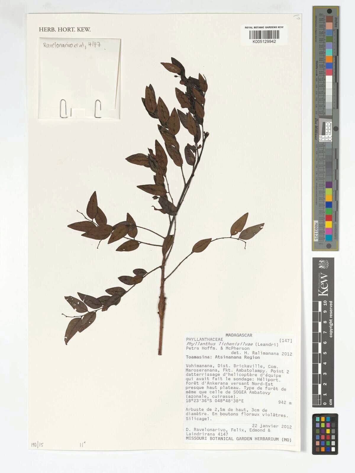 Phyllanthus lichenisilvae — houseplant care guide