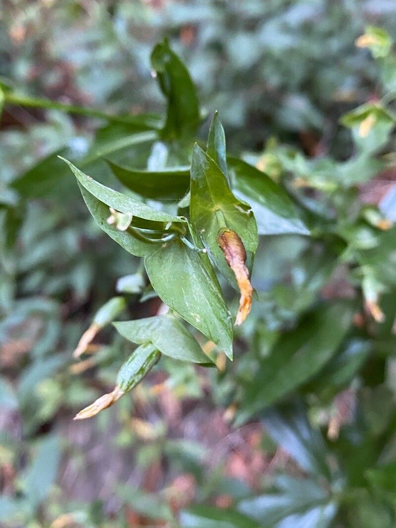 Ixanthus viscosus fruit