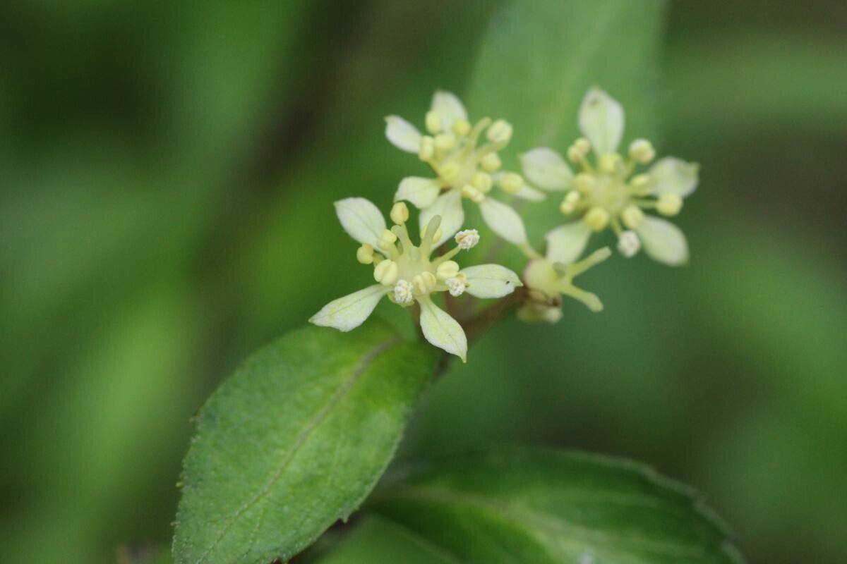 Hydrangea luteovenosa flower