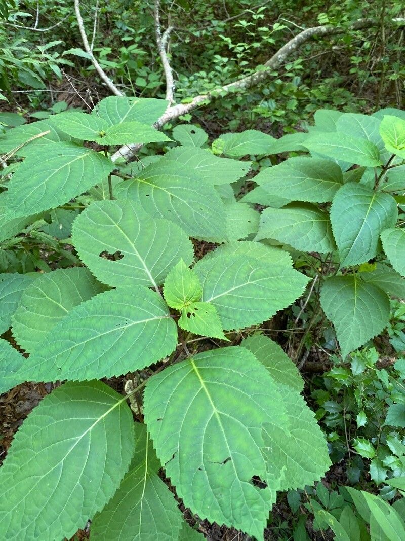 Collinsonia canadensis leaf
