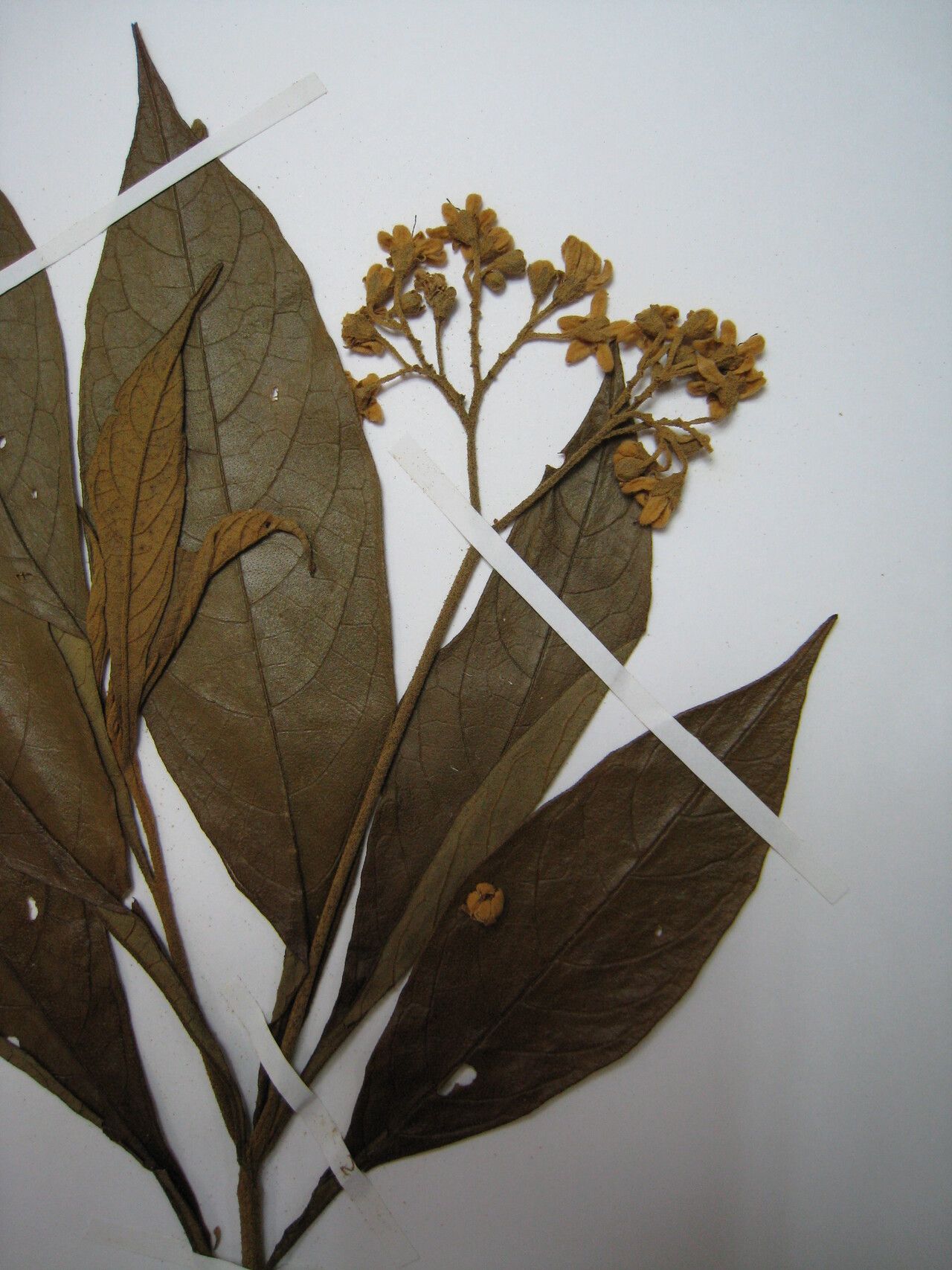 Solanum rugosum other