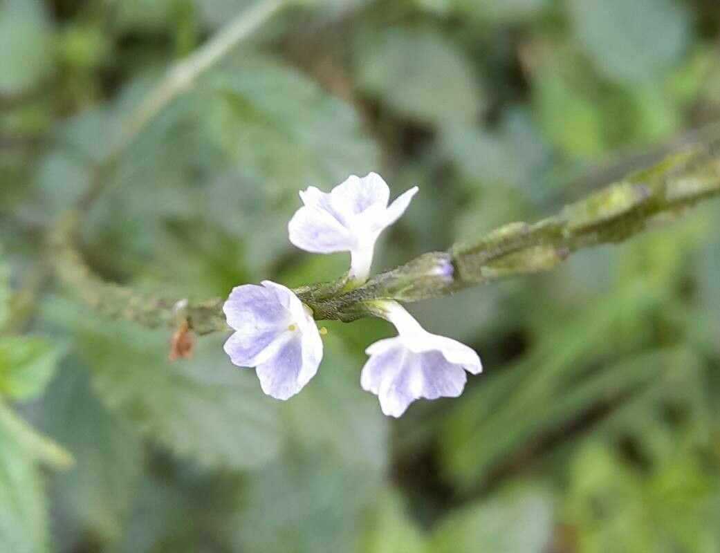 Stachytarpheta cayennensis flower