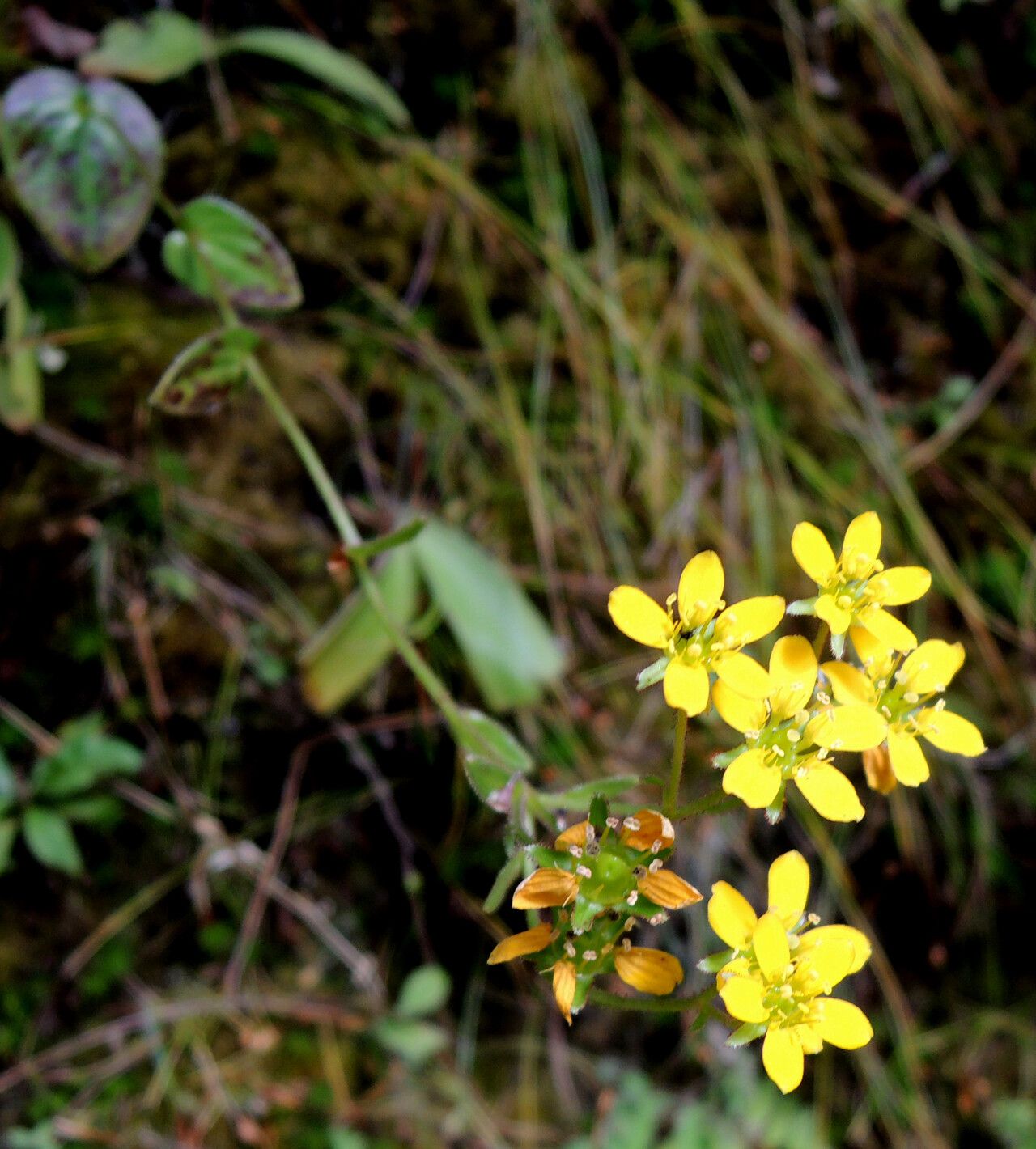 Saxifraga parnassifolia — houseplant care guide