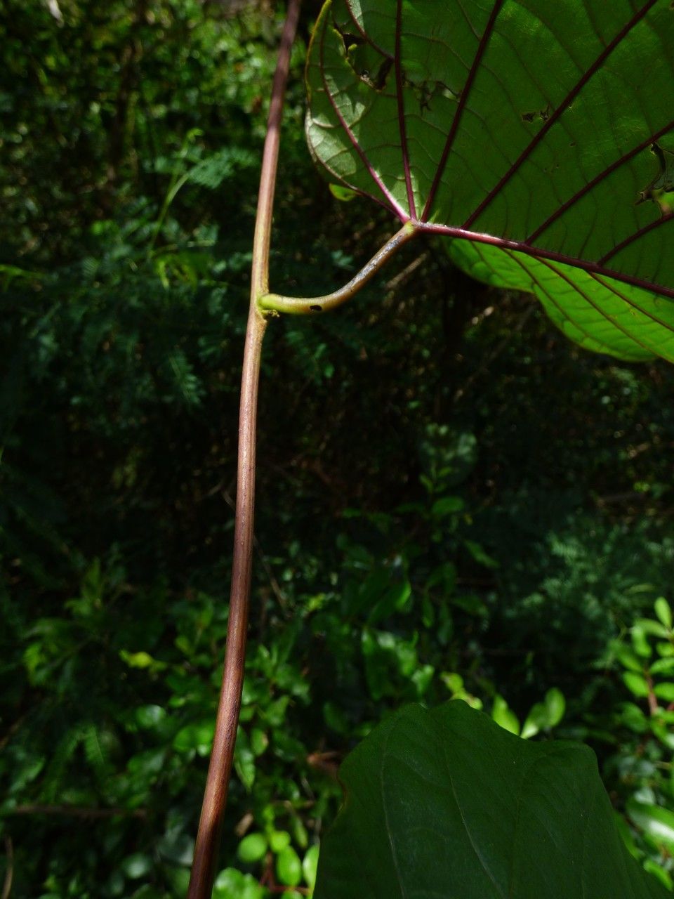 Merremia peltata bark