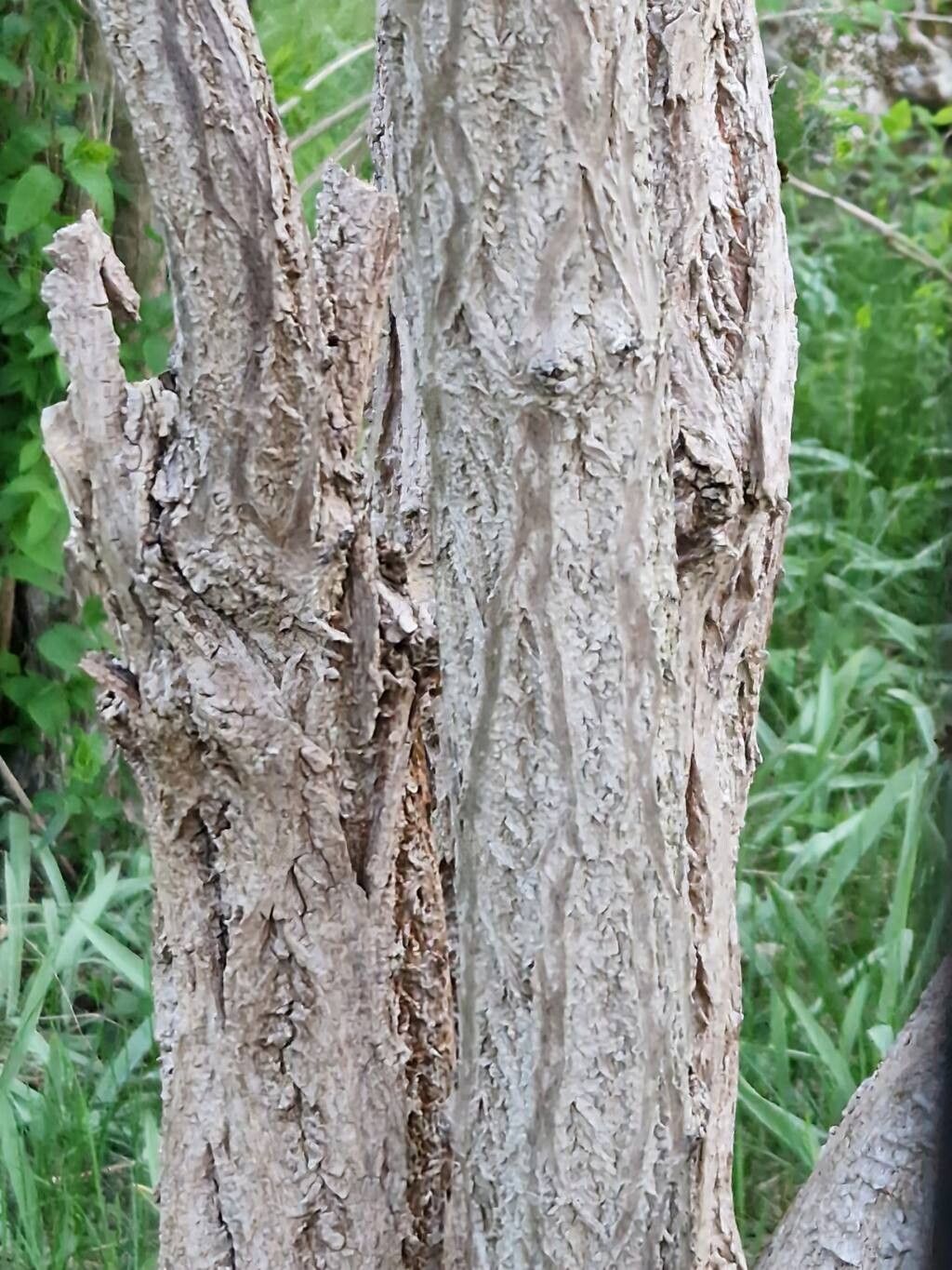 Sambucus sieboldiana bark