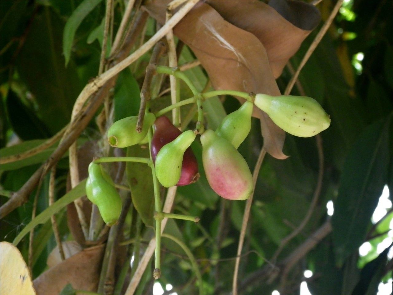 Syzygium guineense fruit