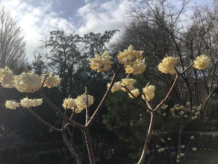 Edgeworthia tomentosa flower