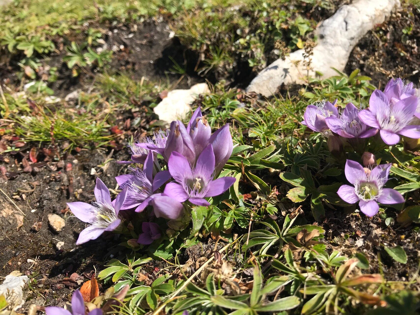 Gentianella austriaca habit