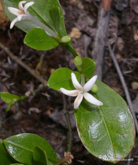 Psychotria ireneae flower