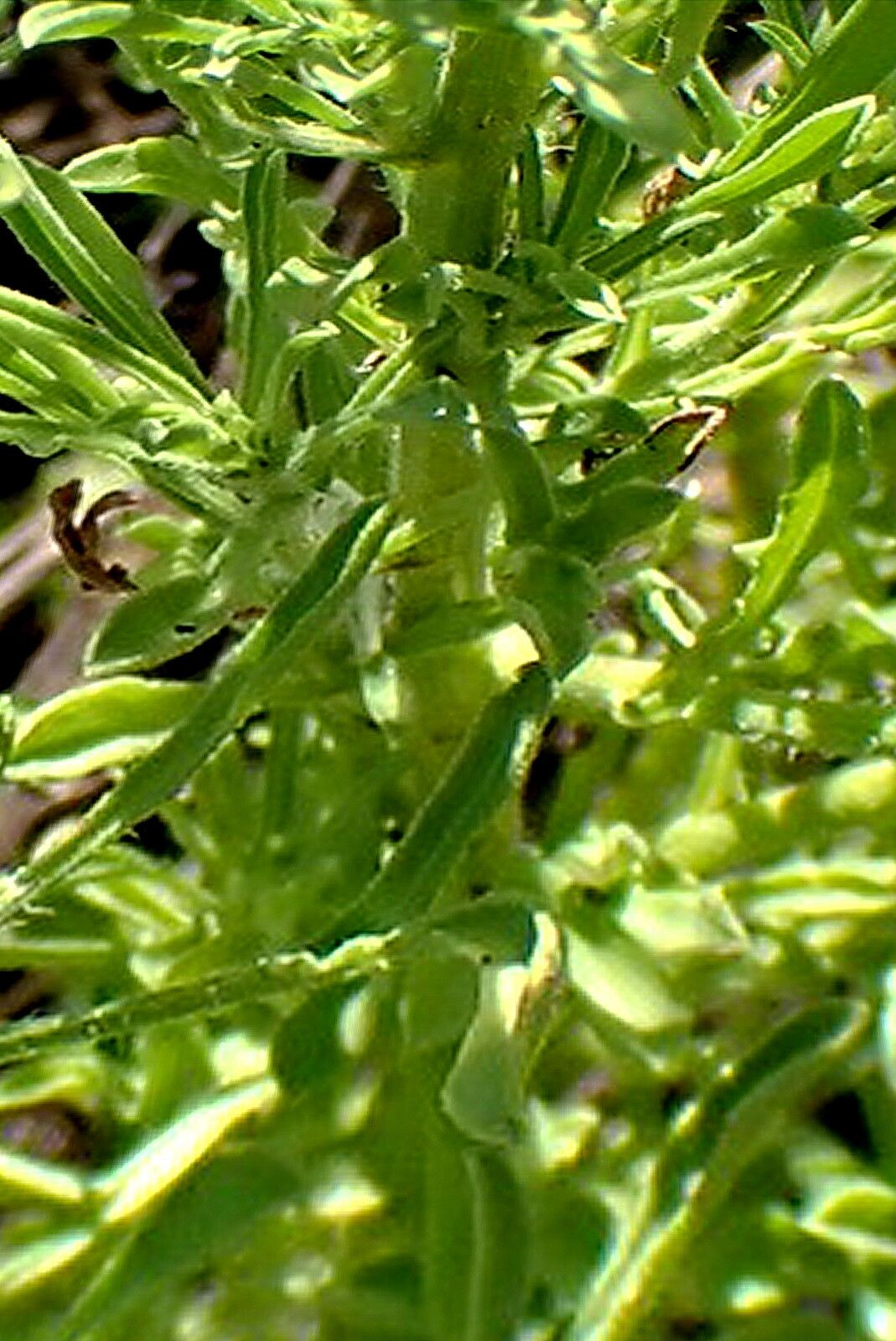 Nidorella resedifolia — houseplant care guide