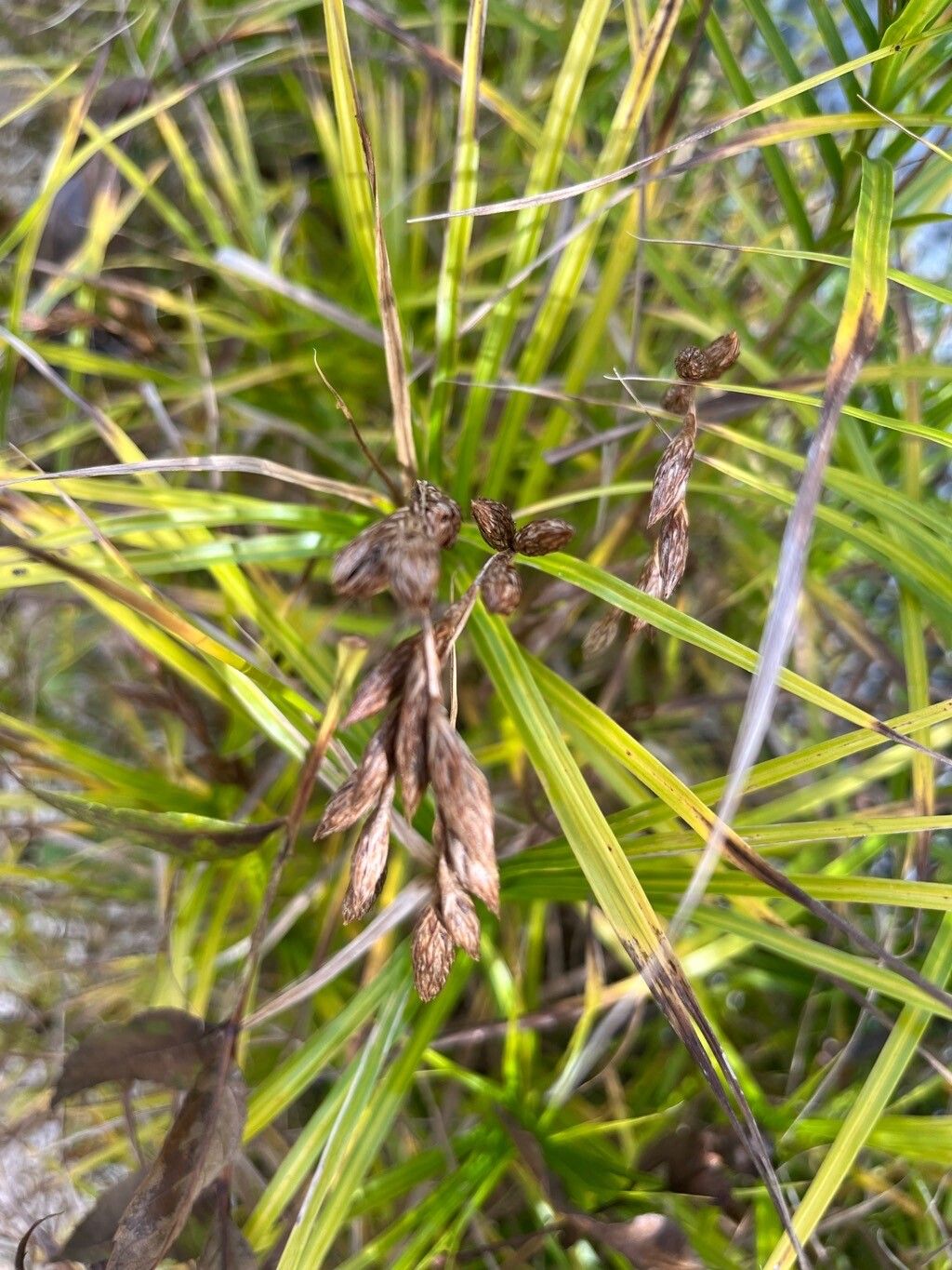 Carex muskingumensis fruit