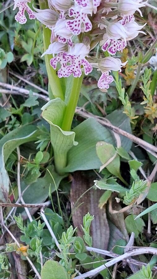 Neotinea lactea leaf