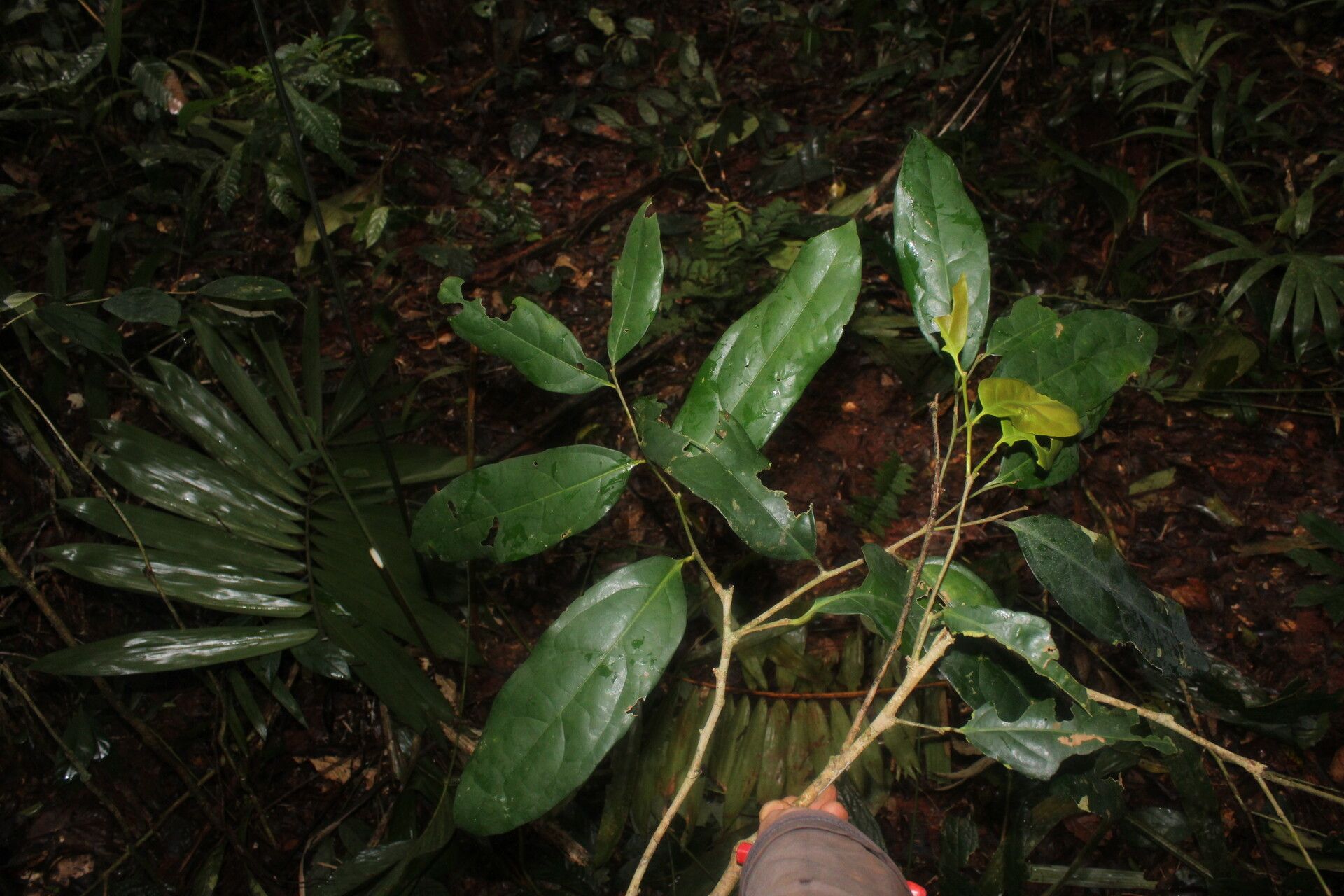 Drypetes moliwensis — houseplant care guide