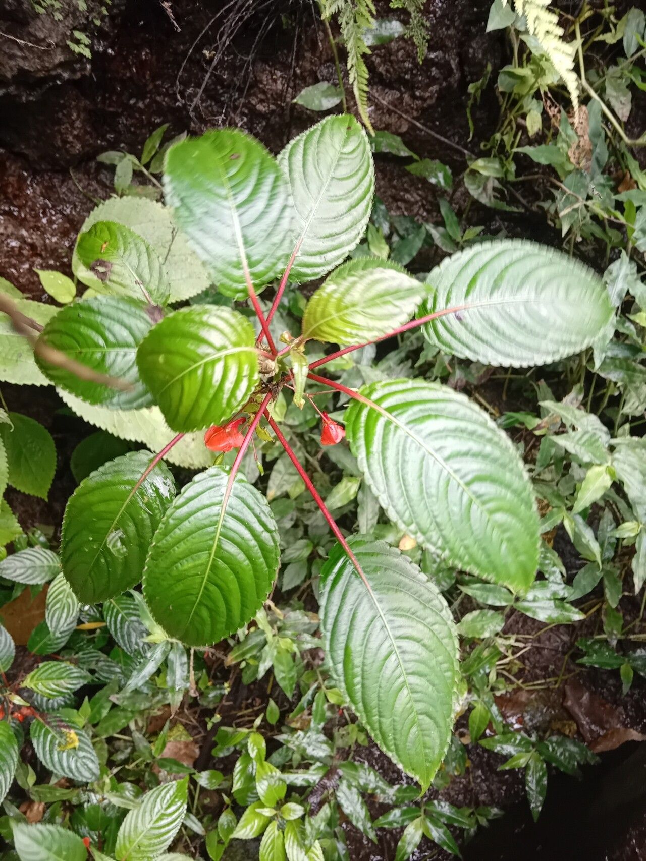 Impatiens thomensis — houseplant care guide