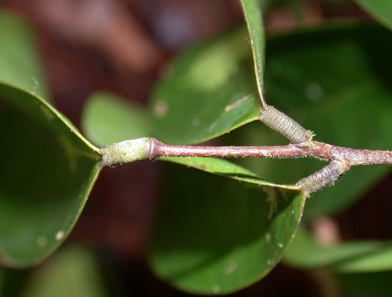 Rourea adenophora bark