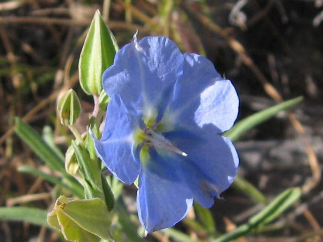 Evolvulus arizonicus flower