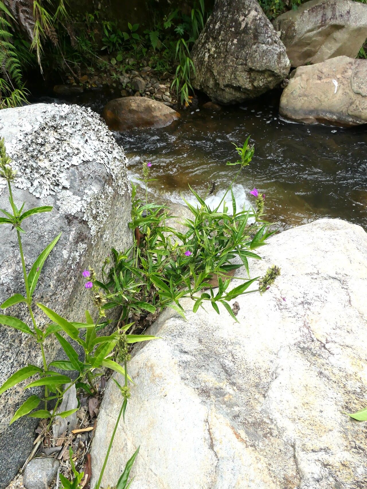 Justicia filibracteolata habit