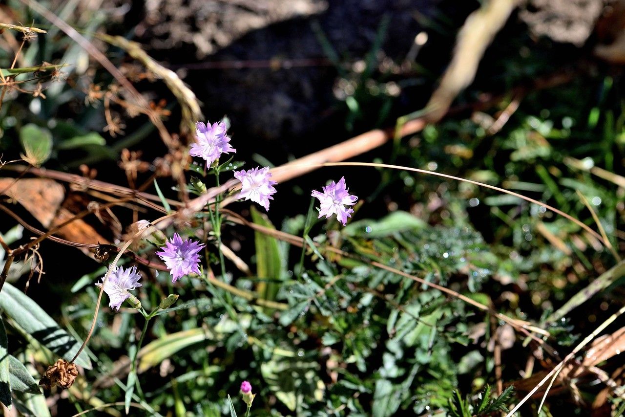 Dianthus benearnensis flower