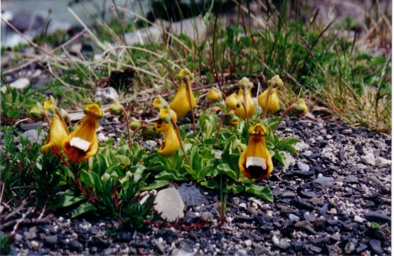 Calceolaria uniflora habit