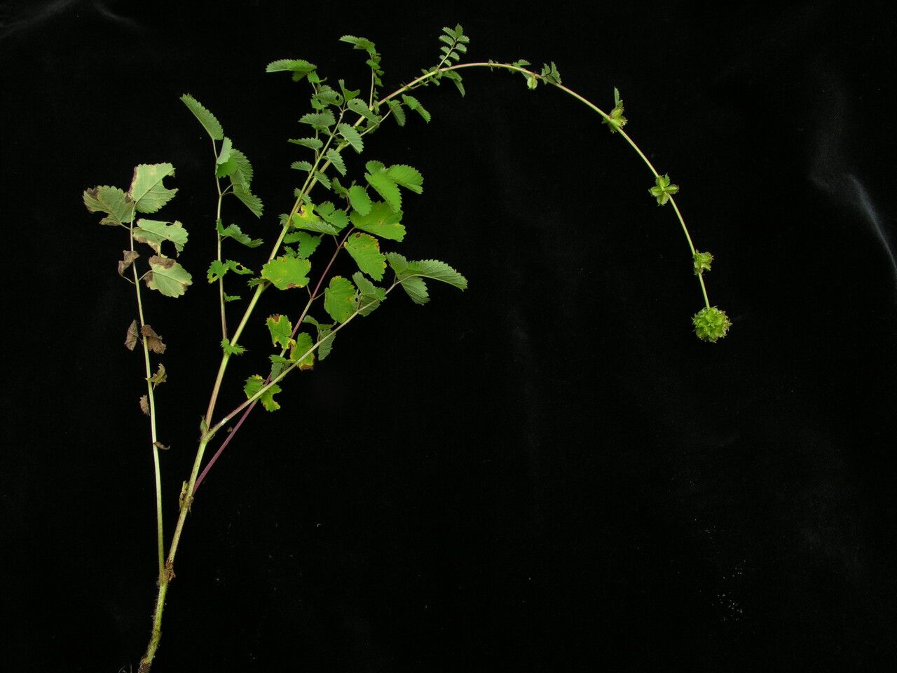 Sanguisorba diandra habit