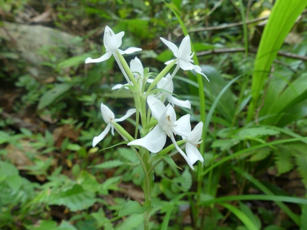 Habenaria stenochila — houseplant care guide